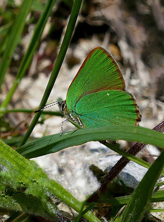 Green Hairstreak