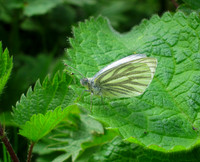 Green-veined White
