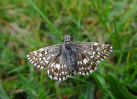 Grizzled Skipper