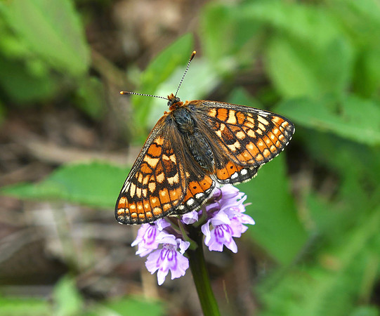 Marsh Fritillary