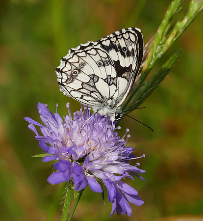 Marbled White