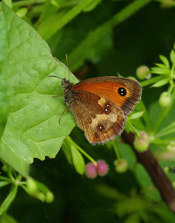 Gatekeeper