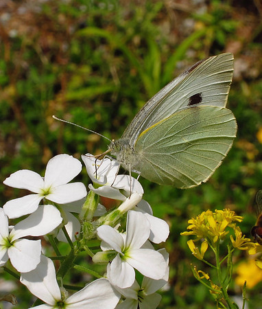 Large White