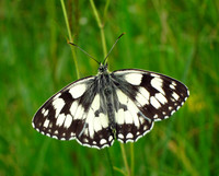 Butterflies, British E-O