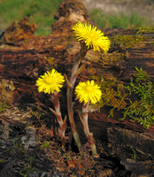 Coltsfoot