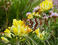 Glanville Fritillary