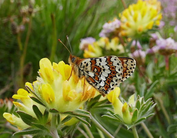 Glanville Fritillary