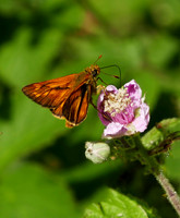 Large Skipper