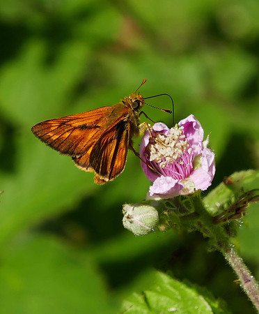 Large Skipper