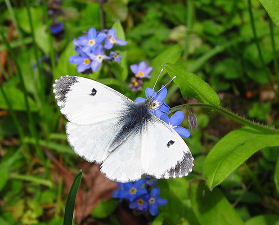 Orange Tip