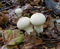 Common Puffball