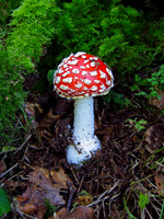 Fungi A-L