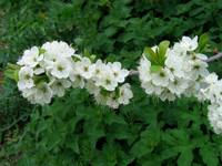 Blackthorn