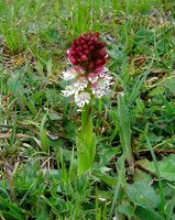 Burnt Orchid