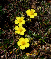Common Rock-Rose