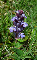 Bugle