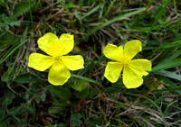 Common Rock-Rose