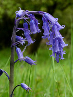 Bluebell