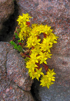 Biting Stonecrop