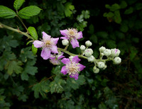 Bramble