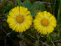 Coltsfoot