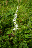 Autumn Lady's Tresses