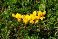 Birdsfoot Trefoil