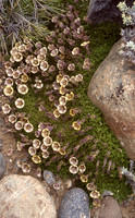 Petunia patagonica