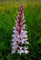 Common Spotted Orchid