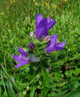 Clustered Bellflower