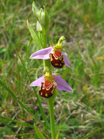 Bee Orchid