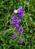 Clustered Bellflower