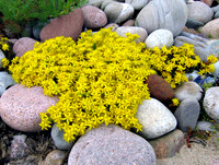 Flowers, British A-F