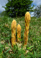 Knapweed Broomrape