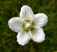 Grass of Parnassus