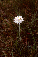 Primula magellanica