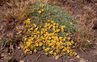 Adesmia retusa