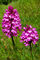 Pyramidal Orchid