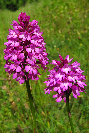 Pyramidal Orchid