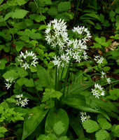 Ramsons