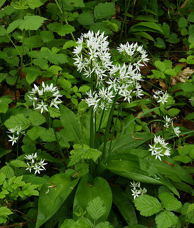 Ramsons