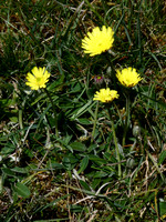 Mouse-ear Hawkweed
