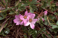 Geranium sessiliflorum