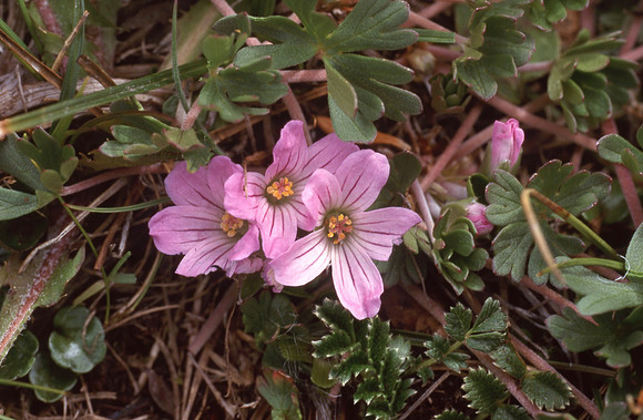 Geranium sessiliflorum