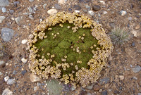 Petunia patagonica
