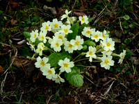 Primrose