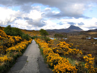 Gorse lined road