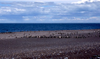 Magellanic Penguin Colony