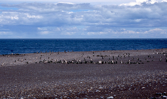 Magellanic Penguin Colony