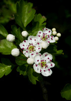 Hawthorn